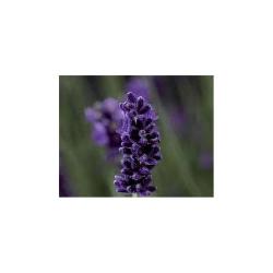 Lavandula angustifolia ‘Aromatico Blue’ - courtesy of Shoot Gardening.