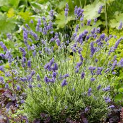 Lavender augustifolia 'Platinum Blonde'.