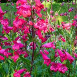 Penstemon 'Firebird' courtesy of Hayloft Plants.