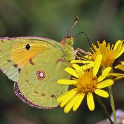 Clouded Yellow (male, underside)