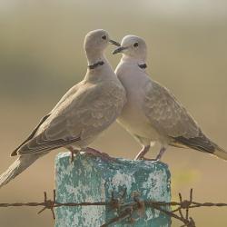 Collared Dove