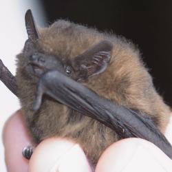 Common Pipistrelle