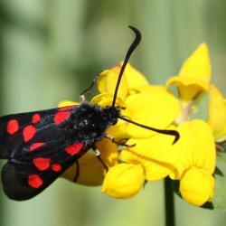 Five-spot Burnet