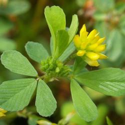 Lesser Yellow Trefoil