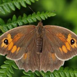 Meadow Brown
