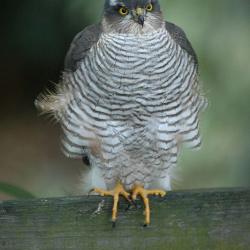 Sparrowhawk (male)