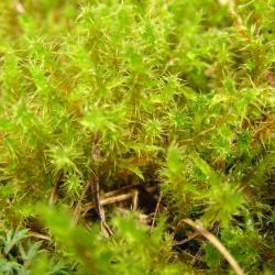 Springy Turf-moss
