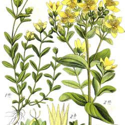 Square-stalked St John's Wort