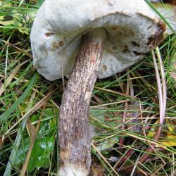 The Bolete Eater