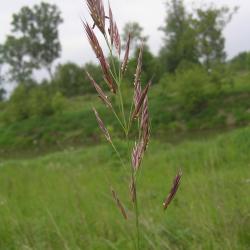 Upright Brome