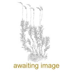 This species is a common moss of arable fields and waste ground.