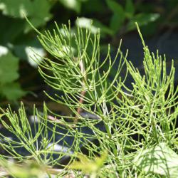 Like other horsetails, Field Horsetail is highly invasive with deep roots make it virtually impossible to dig it out.