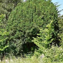 The Irish Yew was discovered growing in Co. Fermanagh, Ireland, in 1780, and thought to be a natural mutant of the Yew.