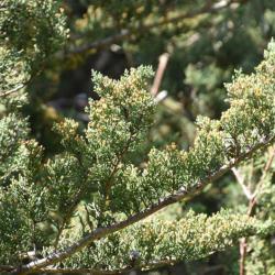 The foliage of the Monterey Cypress grows in dense sprays, which are bright green. 
