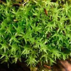 This species forms clusters or mats of yellow-green turfs with erect unbranched stems, especially in disturbed habitats.