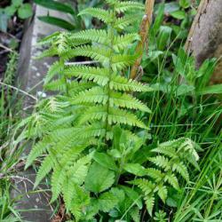 The starchy rhizomes of Bracken, our most abundant fern, are edible and can be dried and stored.