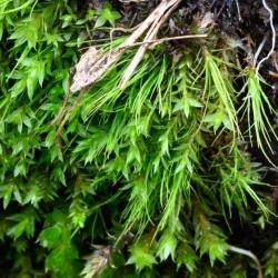 This is a small and delicate Bryum, with shoots being no longer than 1 centimetre. The diagnostic red tubers are merely a quarter of a millimetre in diameter, and will be obvious when viewed through a magnifying lens.