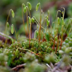 Capillary Thread-moss grows in a wide range of habitats; in the Cemetery it is found on the rough gravel of graves.
