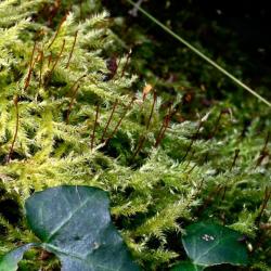 Clustered Feather-moss is a common moss forming mid-green patches on trees, wood, walls, rockeries or stones. 