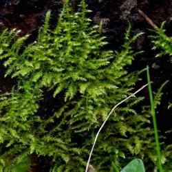 Common Feather-moss is found on banks, in turf, in woodland and on logs.