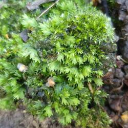 The leaves of Common or Great Pocket-moss have a passing resemblance to yew leaves.