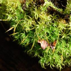 Viewed from above the shoots of the upper leaves of Cylindric Beard-moss appear spiralled.
