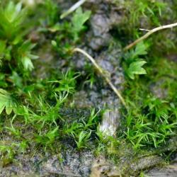 This small mid-green plant grows in neat clumps.