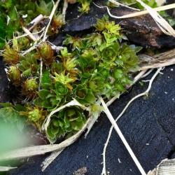This moss forms dark green tufts. It bears cylindrical capsules, but rarely in winter.