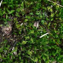 This deep-green (sometimes yellowish) moss grows in flat patches or tufts.