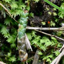 This is the commonest Fissidens species with leaves that are bordered by long, narrow cells.