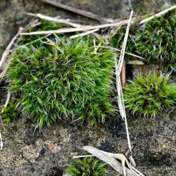 There are around 25 Grimmia mosses in Britain but Grimmia pulvinata is the commonest of this group.