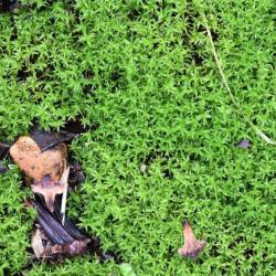 The bright yellow-green cushions of Lesser Bird's-claw Beard-moss are found in shady, often disturbed, places.