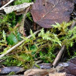 This moss forms scattered shoots or tufts and has delicate, pale green leaves with reddish stems.