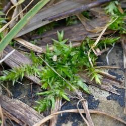 This small, bright-green plant grows in low tufts and patches.