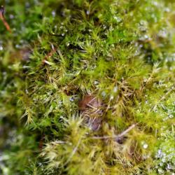 Tender Feather-moss has leaves that are extremely slender and spearhead-shaped.