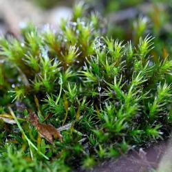 Schistidium crassipilum is one of Britain's commonest moss species.