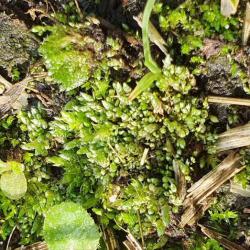 Silver-moss is silver-green or whitish-green when dry and grows on bare earth in Heene Cemetery.