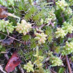 Heath Star-moss is a fast-growing moss that favours moist, acidic soils, but in the cemetery it grows in rough gravel.