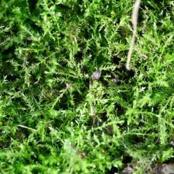 This moss grows on base-rich soil, bare or turf, in a range of habitats, with a preference for moist conditions.