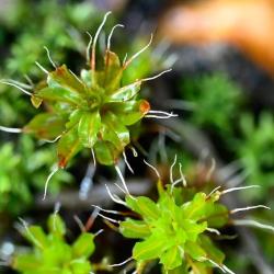 Intermediate Screw-moss likes calcareous substrates such as rocks or mortar in walls. 