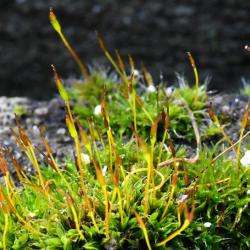 Wall Screw-moss is a very hardy moss is found all over the world in a variety of habitats. 