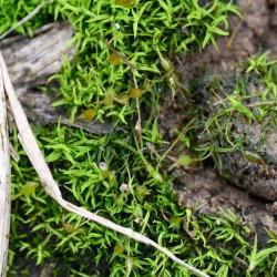 Green-tufted Stubble-moss has a variable appearance, but is usually less than 1cm tall.