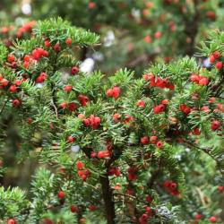 The red berry-like fruits of the Yew are the only non-poisonous part of the tree, and are eaten by birds and small mammals.